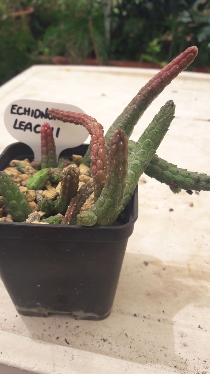 Echidnopsis Leachii