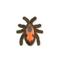 Largidae