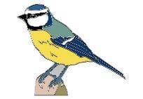 Blue Tit 3