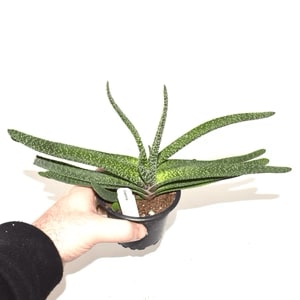 Gasteria