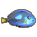 Blue Tang