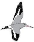 Black-Tailed Godwit 2