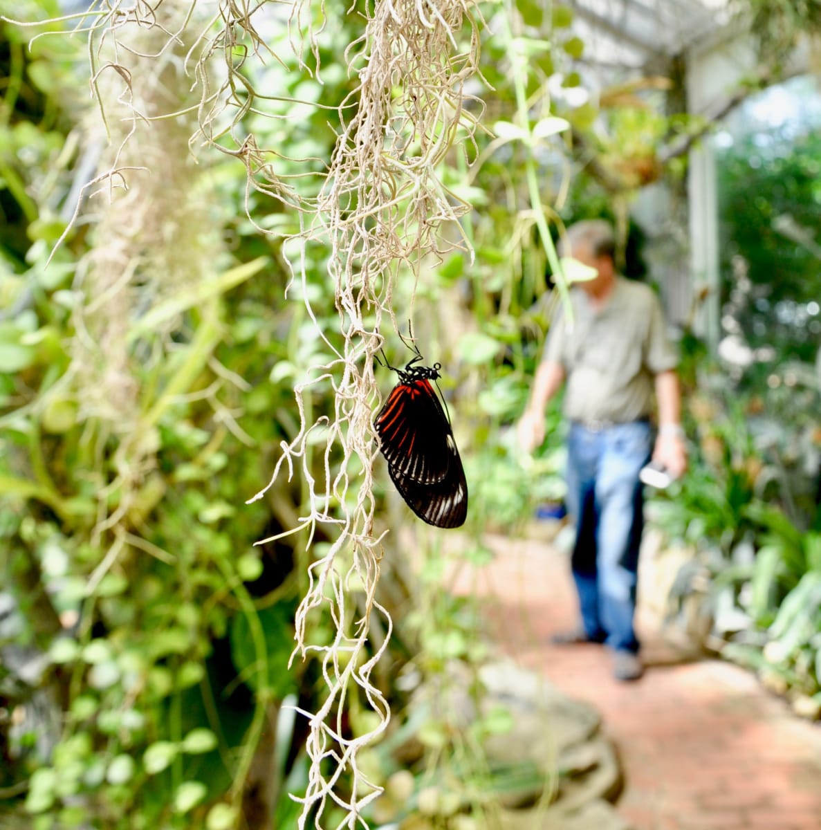 Butterfly Magic (Tucson Botanical Gardens)