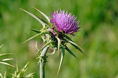 Milk Thistle for Liver Health & Detoxification - Milk thistle (Silybum marianum) protects liver cells and supports detoxification pathways through its active compound silymarin. Clinical studies show benefits for fatty liver disease, cirrhosis, and hepatitis.