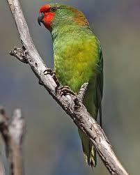 Litlle Lorikeet