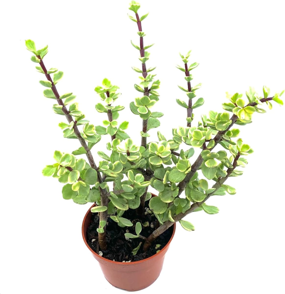 Portulacaria Afra (Elephant Bush)