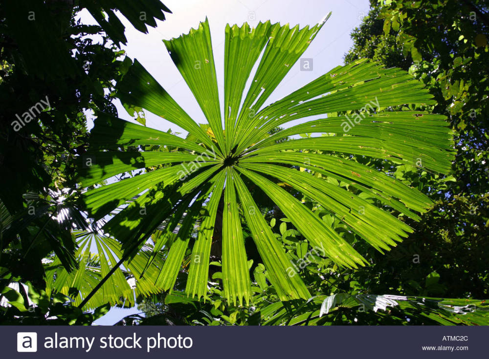 Umbrella Palm