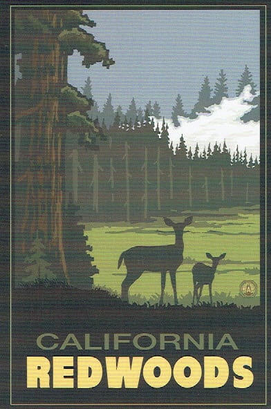 California Redwoods Painting