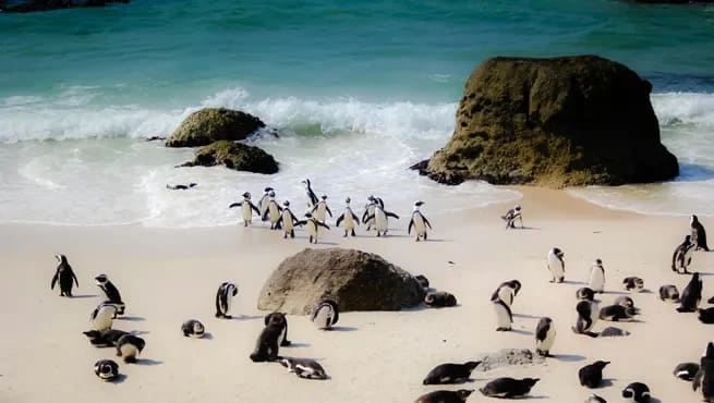 Book Your South Africa Visa Appointment: A Complete Guide