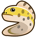Yellow Moray Eel