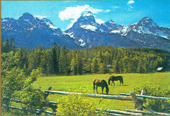 Teton Horses