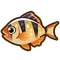 Tiger Barb