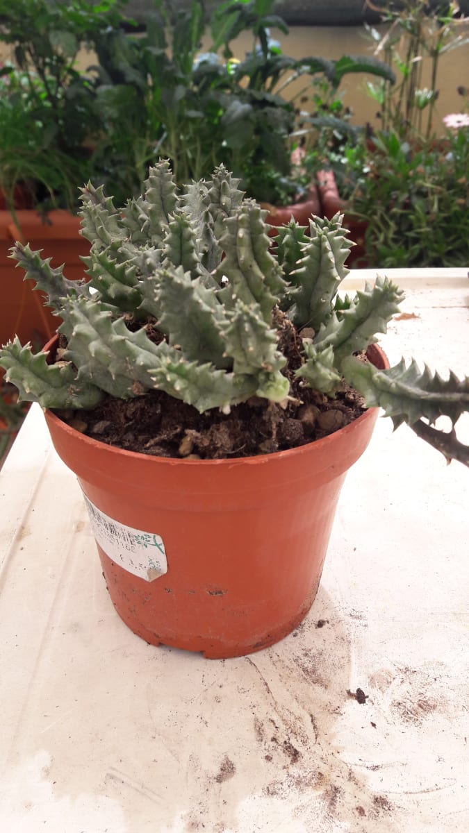 Huernia Zebrina Magniflora