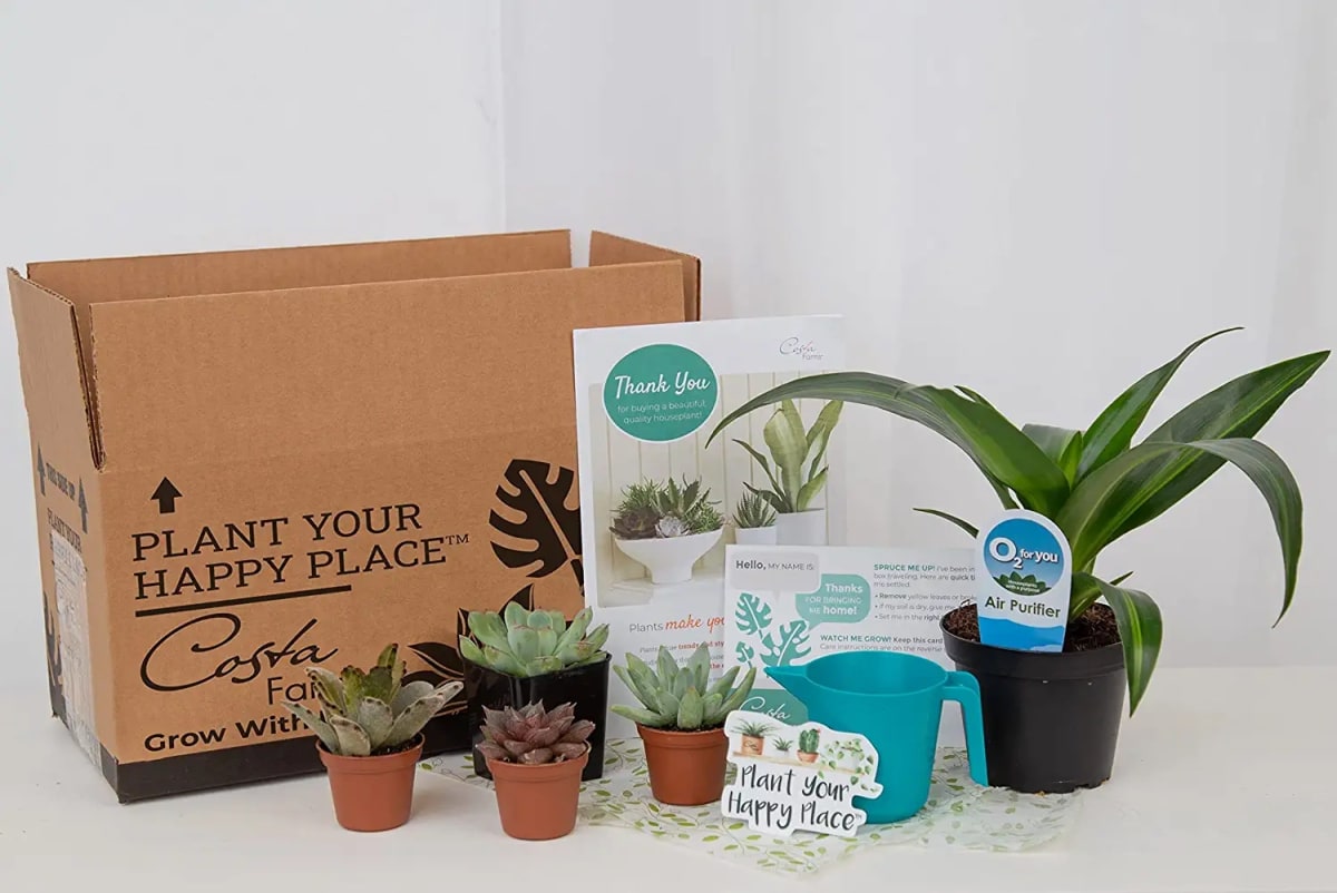 O2 For You Live Indoor Plant and Succulent-Cactus Mix Subscription Box