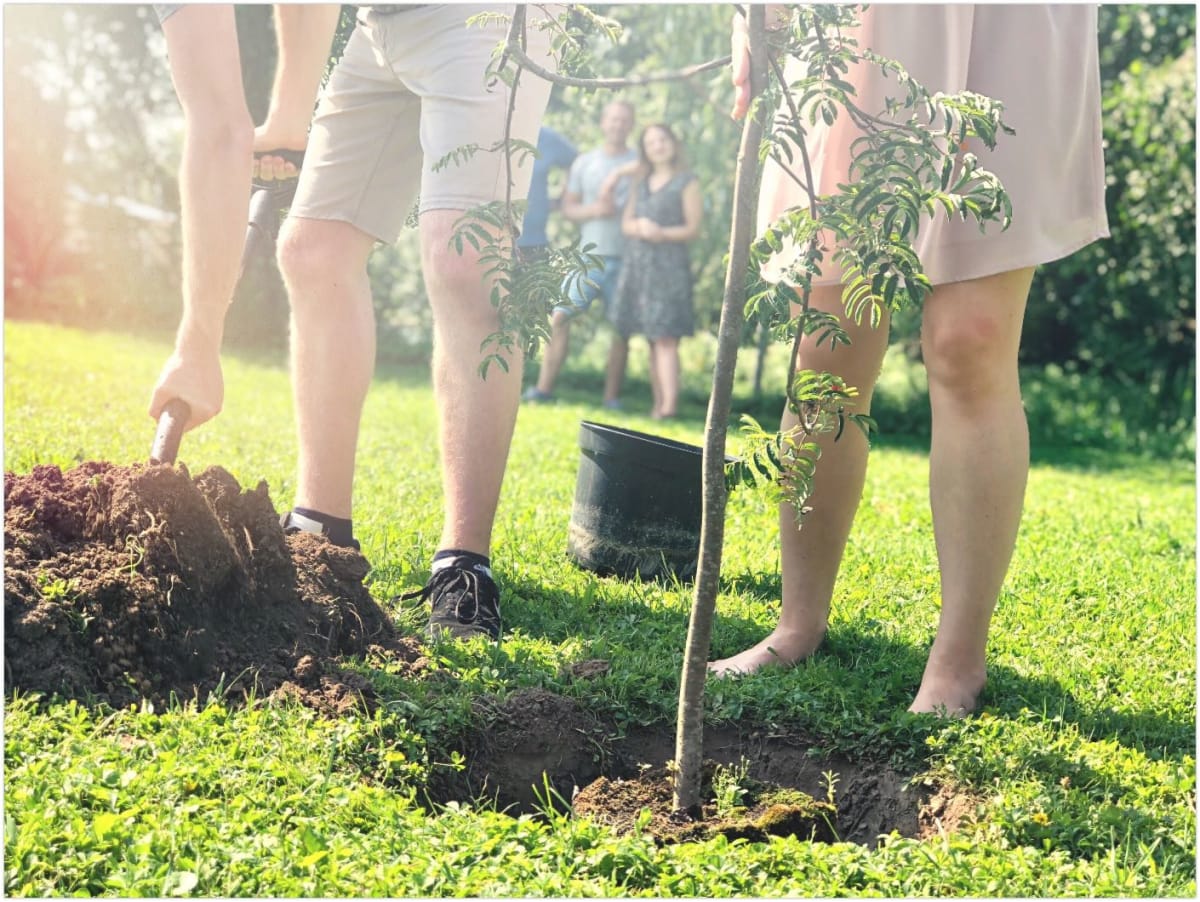 Participate in a tree planting project and help make Sydney greener.