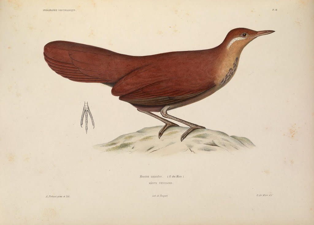 Mesitornithiformes