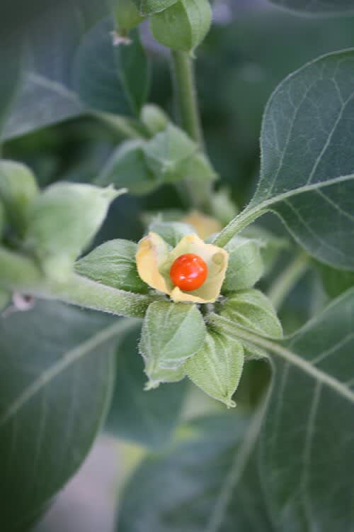 Ashwagandha for Stress, Cortisol & Adaptogenic Support - Ashwagandha (Withania somnifera) is a powerful adaptogen that reduces cortisol by 28% and improves stress resilience in clinical trials.