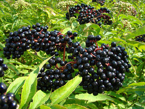 Elderberry for Immune Support & Cold/Flu Prevention - Elderberry (Sambucus nigra) is one of the most researched herbs for immune support, with clinical studies showing it reduces cold and flu duration by 2-4 days.