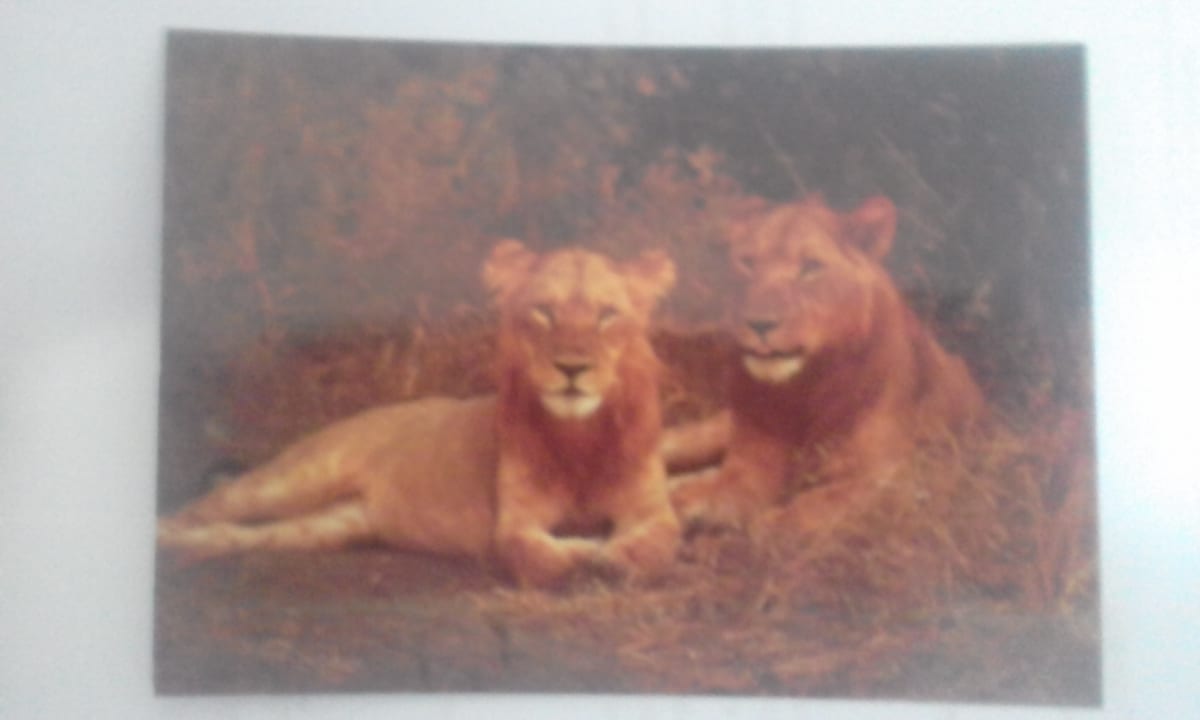 Lions in Hwange National Park