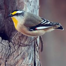 Striated Pardolate