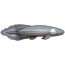 Lungfish