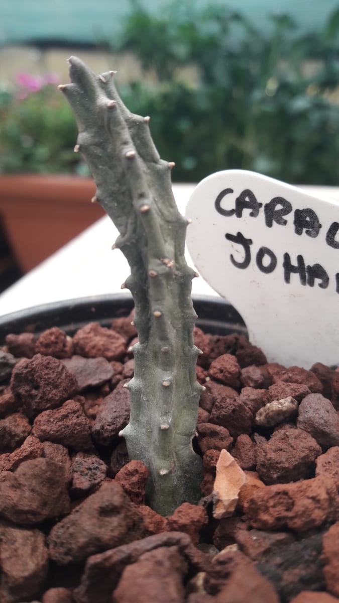 Caralluma Joannis