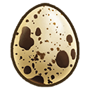 Large Quail Egg