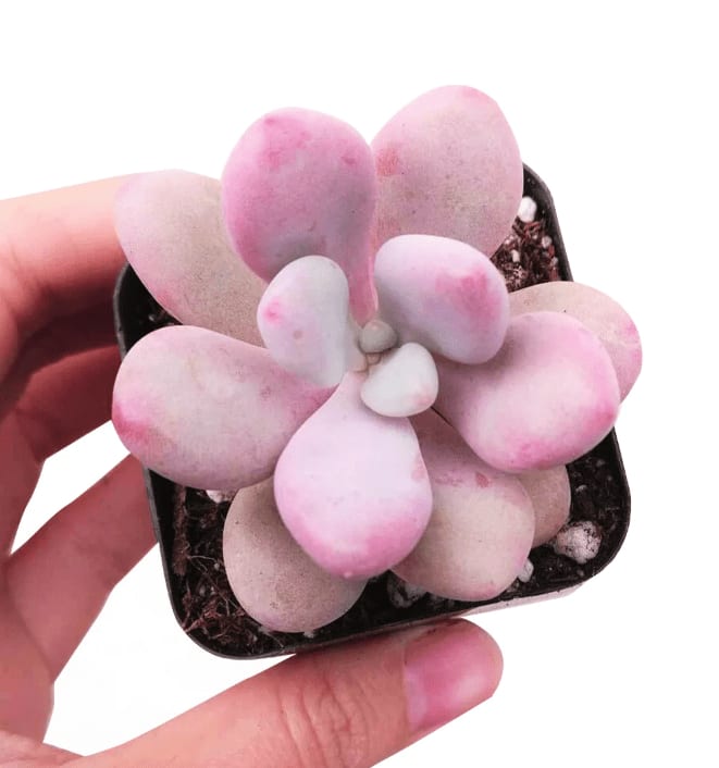 Pachyphytum