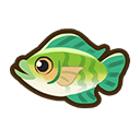 Tilapia