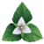 Heart Lily
