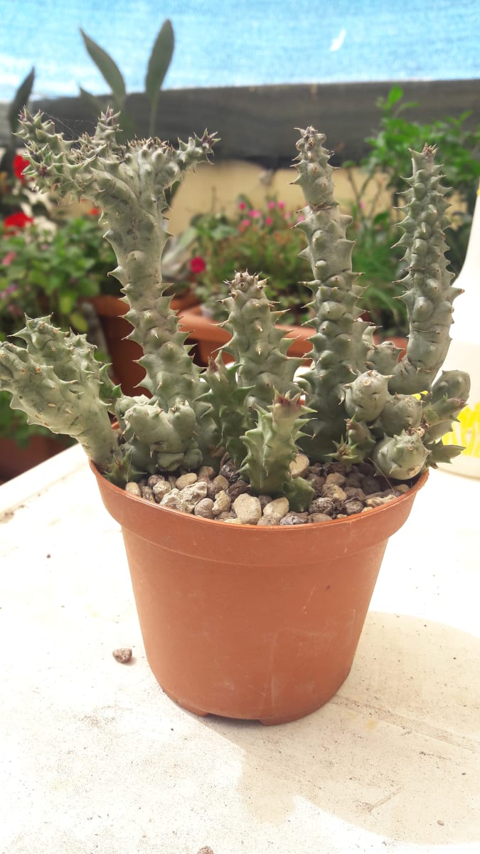 Huernia Macrocarpa Crestata