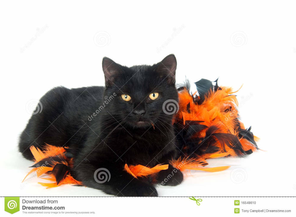 Black Cat Decoration