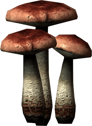 Fly Amanita