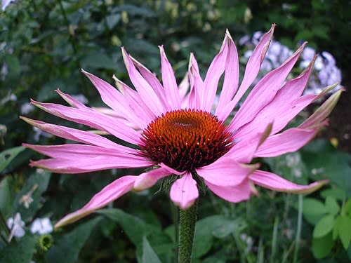 Echinacea for Cold Prevention & Immune Function - Echinacea purpurea has been used for centuries to prevent and shorten respiratory infections. Meta-analyses show it reduces cold incidence by 58% when taken preventatively, and shortens duration by 1-2 days.