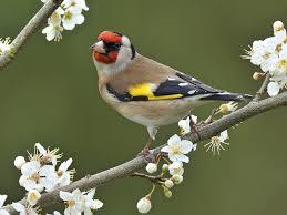 European Goldfinch