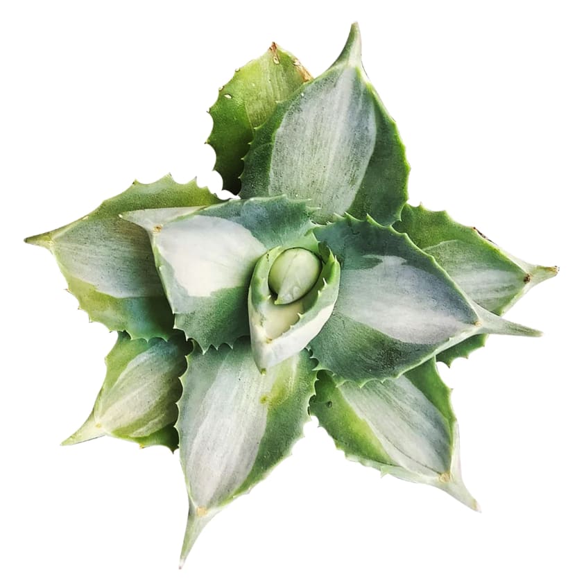Agave