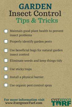 Check for insects and weeds