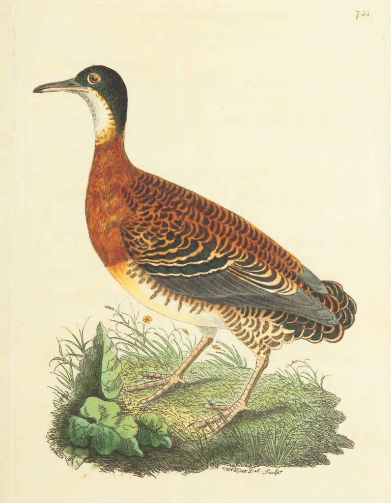 Tinamiformes