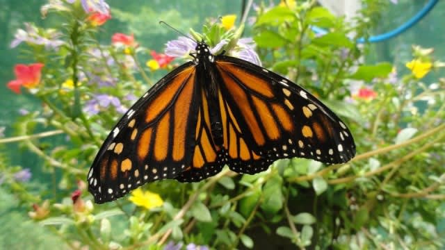 The Butterfly House at Churchville, Bucks County, Pennsylvania