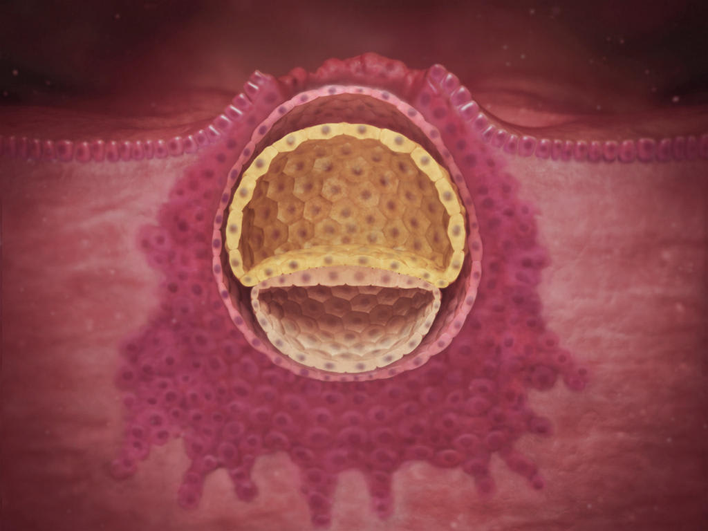 Your baby is a tiny ball – called a blastocyst – made up of several hundred cells that are multiplying quickly.