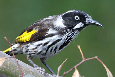 New Holland Honeyeater