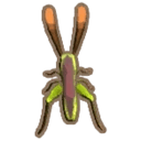 Meadow Katydid