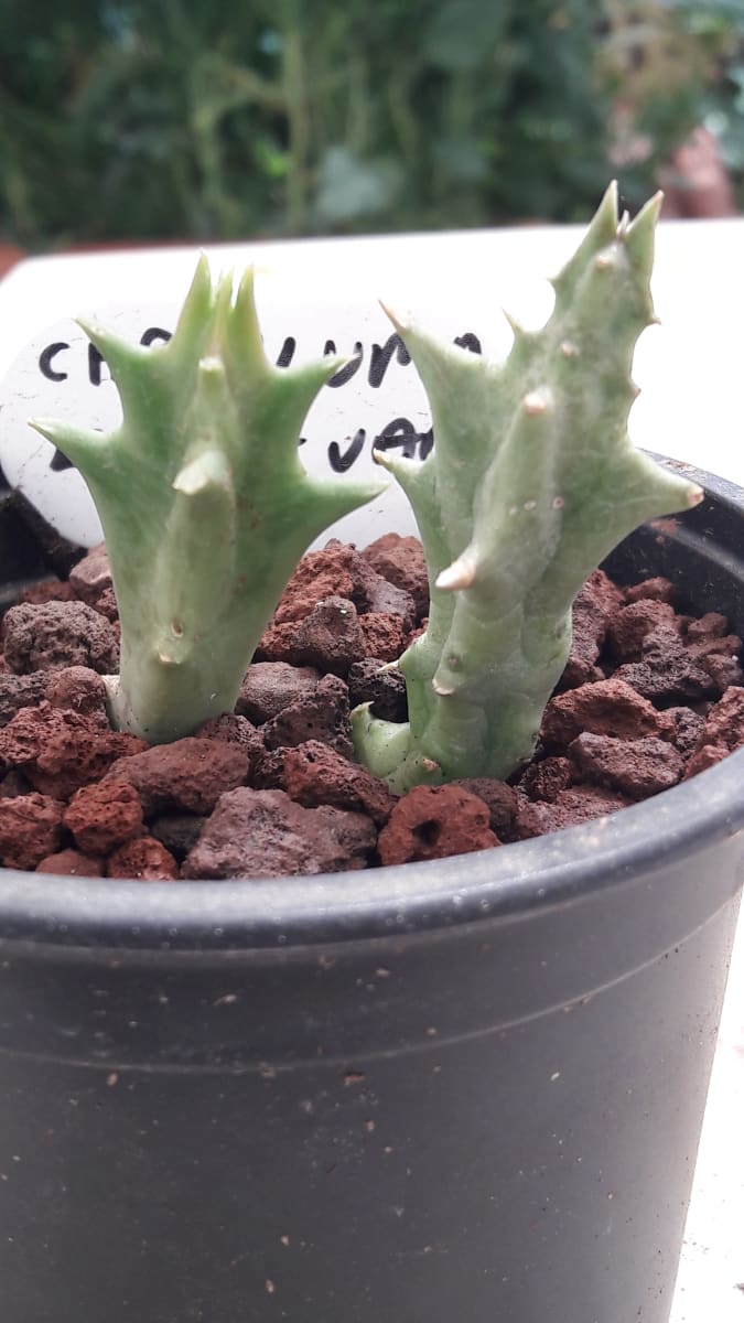 Caralluma Lutea Vaga