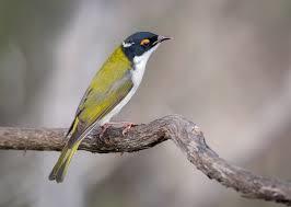 White-naped Honeyeater