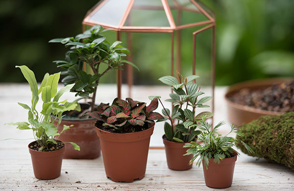 Various plants