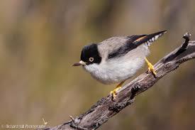 Varied Sittella
