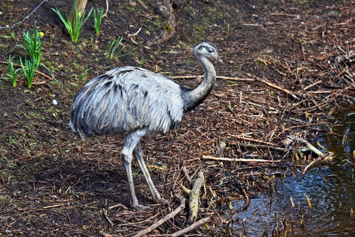 Rheiformes