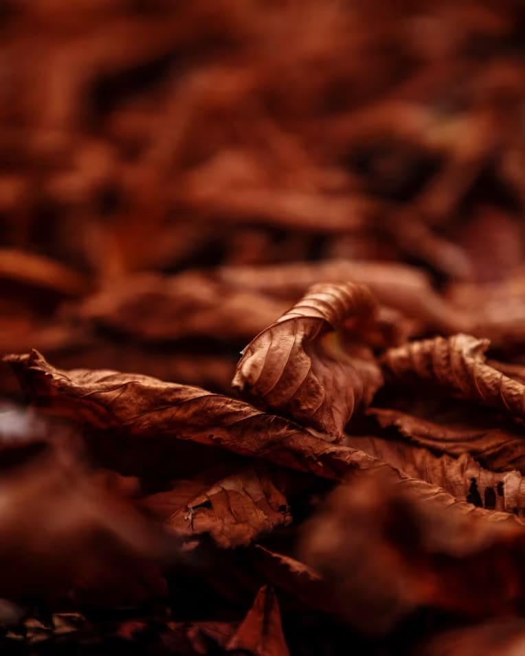 The Legacy and Craft of Fronto (Grabba)