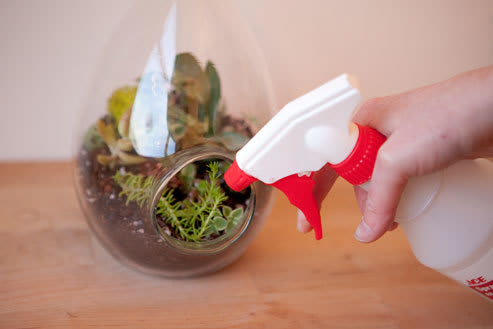 STEP 7: Clean container & water plants