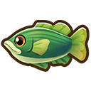 Giant Sea Bass